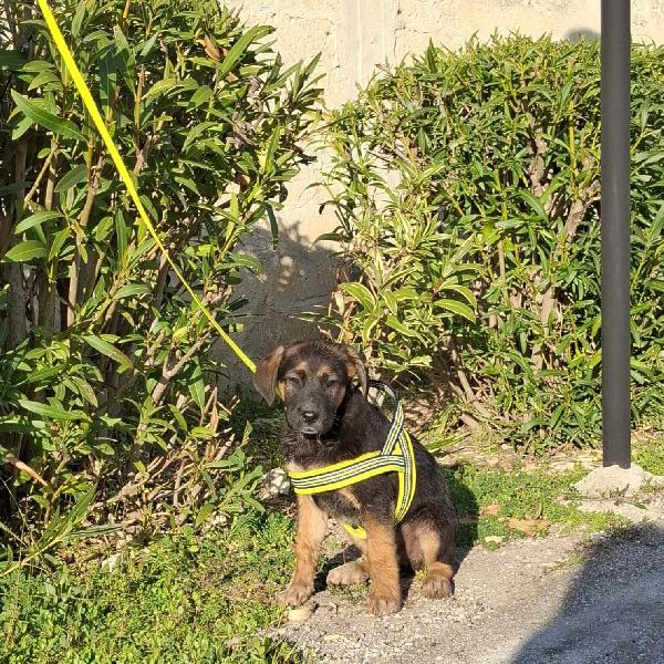 BOLT simil pastorino in adozione Foto 2